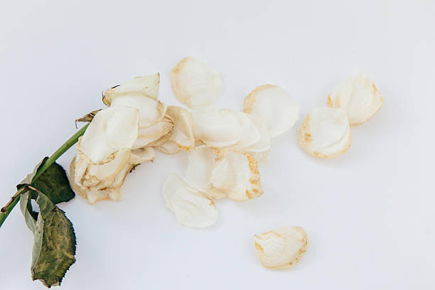istock Dried white rose and petals arranged on a plain background 2247021837