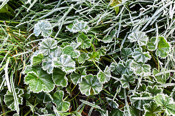 The green grass covered white frost. The first frosts on the grass.