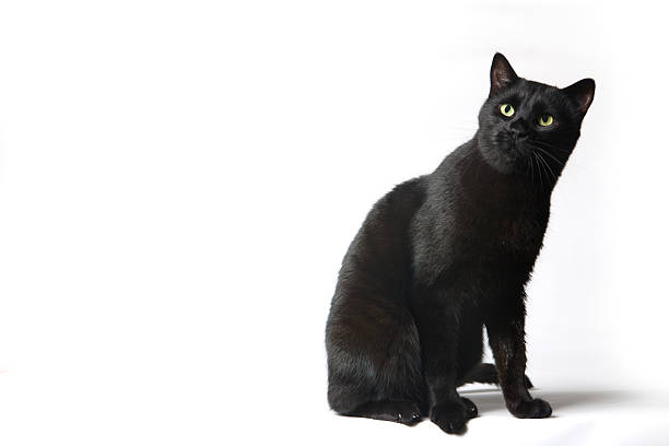 Series of photos of Adult Black cat on white background in studio