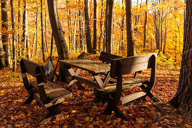 Wooden picnic benches surrounded by fallen golden leaves in a glowing autumn forest. Warm light and seasonal atmosphere create a cozy mood ideal for fall lifestyle, nature, and outdoor leisure visuals.