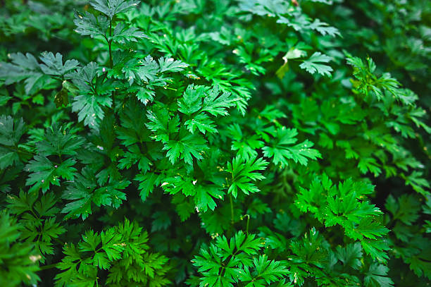 Parsley leaves growing abundantly, creating a vibrant green botanical backdrop
