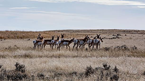 istock Large Herd Of Wyoming Antelope. 2247022916