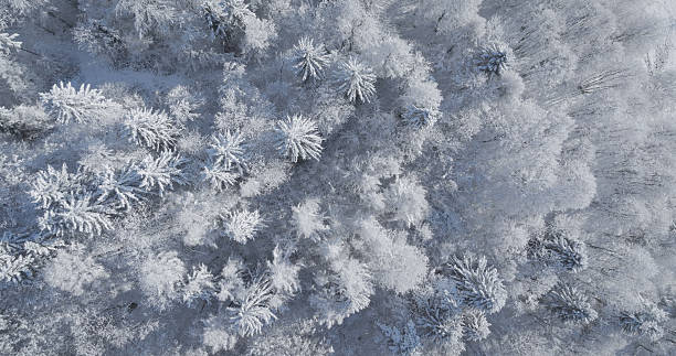 istock AERIAL TOP DOWN: Mesmerizing white texture of a forest covered with fresh snow 2247023856