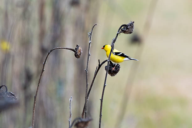 istock American goldfinch spring lunch 2247025359
