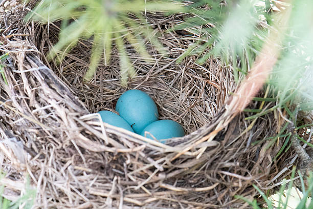 Photograph of an American Robin nest and eggs in late summer.  The small nest was spotted in a pine tree.