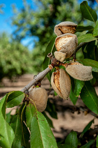 istock Close-up of Ripening Almonds on Tree 2247025490