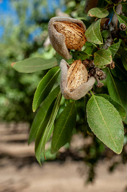 istock Close-up of Ripening Almonds on Tree 2247025507