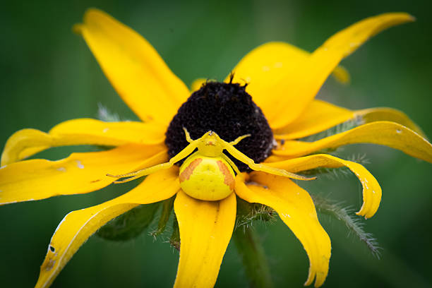 Close-up photograph of a Goldenrod crab spider (Misumena vatia) waiting for prey on a Black-eyed Susan flower.  Photograph taken in early Summer in south-eastern Manitoba.