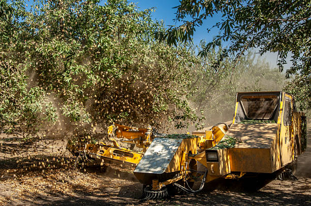istock Almond Harvest process of Shaking Nuts Off Trees 2247025564
