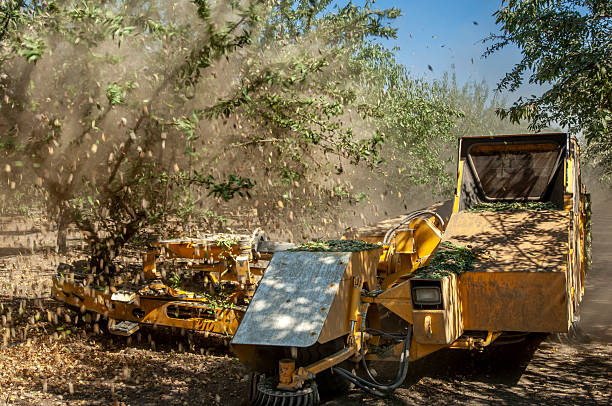 istock Almond Harvest process of Shaking Nuts Off Trees 2247025582