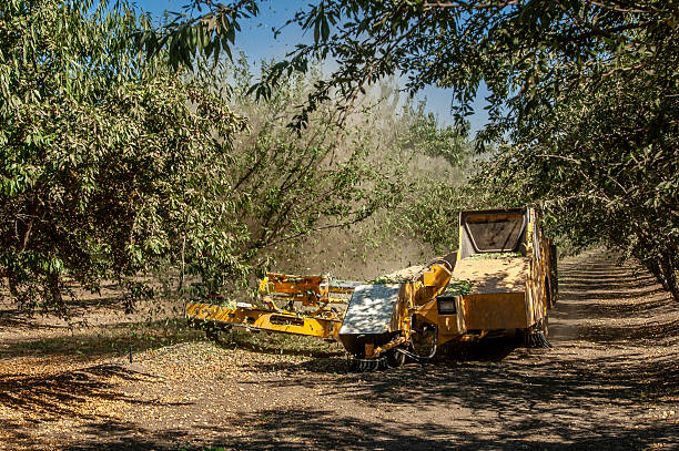 istock Almond Harvest process of Shaking Nuts Off Trees 2247025618