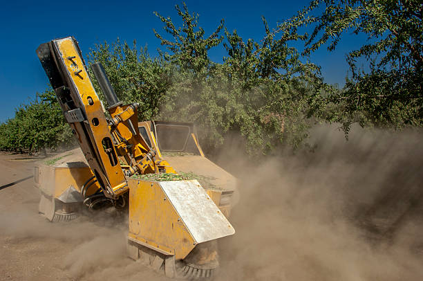 Harvest process of shaking ripe almonds off of trees, with the use of a mechanical almond tree shaker.