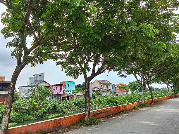 istock Saman trees for shade on city streets 2247025641