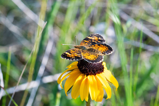 Close-up photograph of a small Pearl Crescent butterfly perched on a Black-eyed Susan flower with open wings.  Photograph taken in early summer.