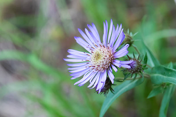 Close-up photograph of a Purple-stemmed aster (Symphyotrichum puniceum) in bloom in late summer.  Photographed in south-eastern Manitoba.