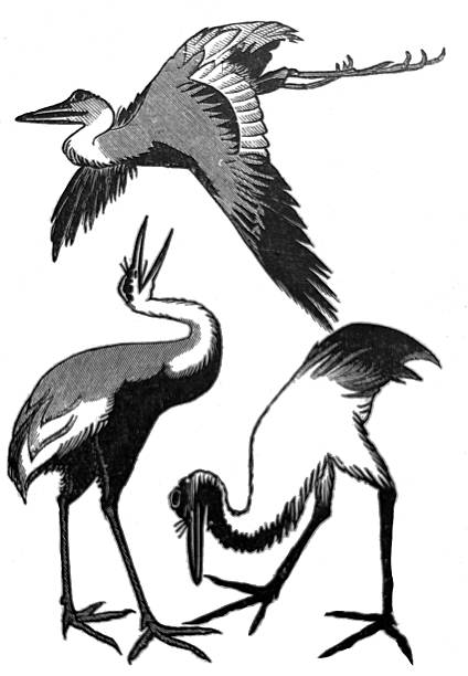 Antique illustration pre 1900 - three stork birds drawn by Japanese artist