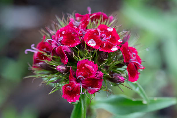 Close up photograph of the reddish Sweet William (Dianthus barbatus) flowers.  The flowers are also cradling little water droplets.