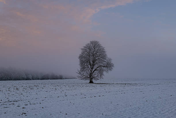 istock tree on snowy field in winter 2247027134