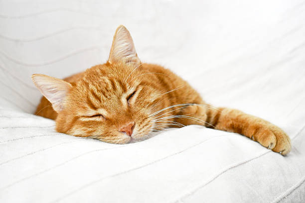 istock Ginger cat sleeping on the sofa at home. 2247027589