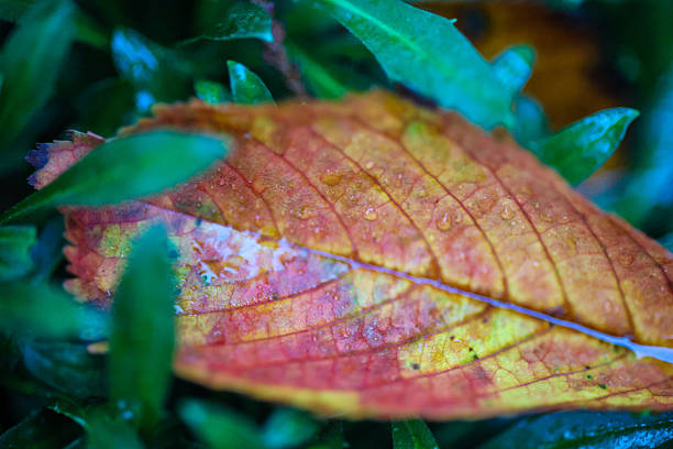 A colourful autumn leaf rests among deep green foliage, its warm red, orange, and yellow tones highlighted by delicate raindrops. Captured in close-up macro detail, the textures and veins of the leaf stand out beautifully, creating a rich contrast between the warm leaf and cool surrounding greenery. A vivid nature image perfect for seasonal themes, environmental concepts, or artistic design projects.
