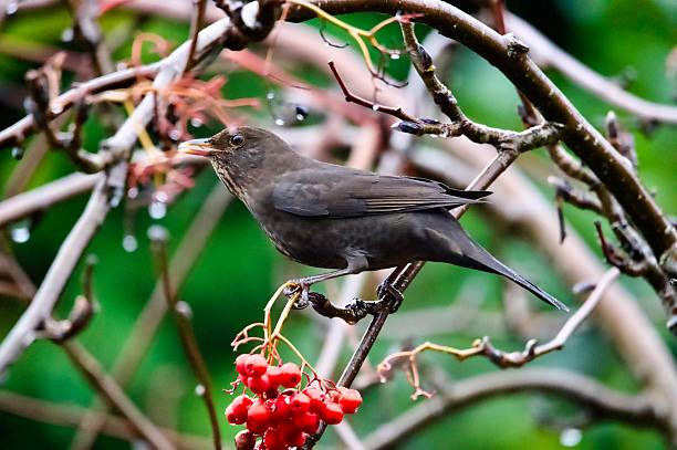 istock Blackbird eating red rowan tree berries 2247030545