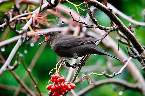 istock Blackbird eating red rowan tree berries 2247030546