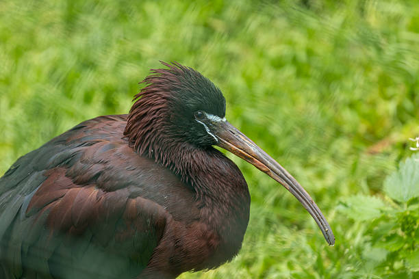 istock Glossy Ibis (Plegadis falcinellus) Rare Visitor on Mudflats at Bull Island Dublin 2247030659