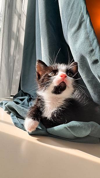 istock Sunlit Kitten Resting by the Curtains 2247033291