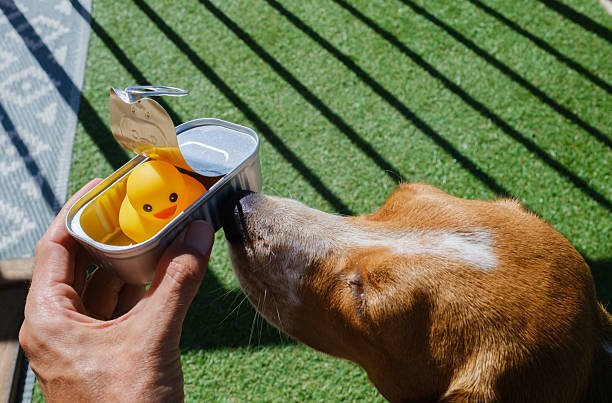 Hand holding an open sardine can with a yellow rubber duck inside while a brown dog sniffs at the unusual content, creating a humorous and unexpected scene on a sunny day