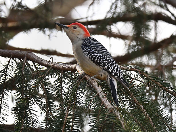 istock Red-bellied woodpecker in evergreen tree 2247033895