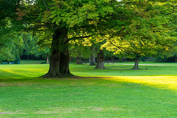 Englischer Garten Green Public Park at Sunset. Munich, Bavaria, Germany