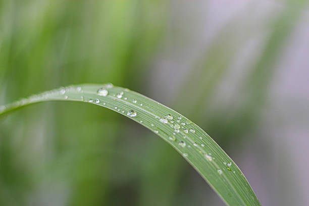 Water drops on grass on mountains after rain looks refreshing