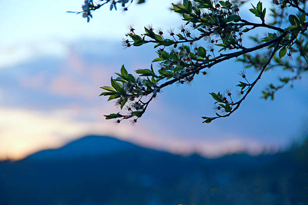 Heavenly landscape with pink clouds on purple sky during sunset. branch of cherry blossoms against backdrop of sunset over the mountains. Twilight with bright sunset. Sunny rays leaving with decline
