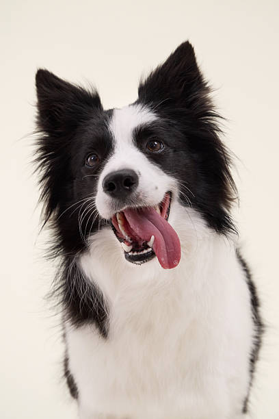 istock border collie head tilt tongue out 2247042117