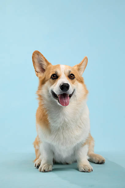 istock corgi portrait happy mood 2247042142
