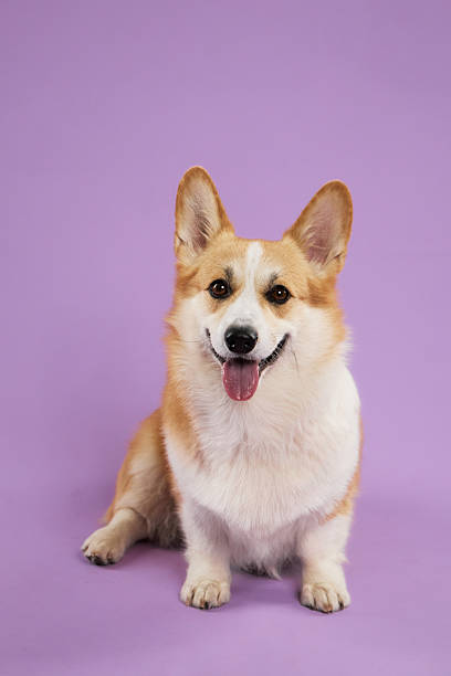 istock corgi smiling on purple background 2247042158