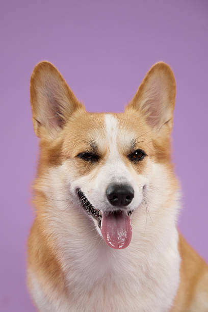 istock corgi smiling purple background 2247042159