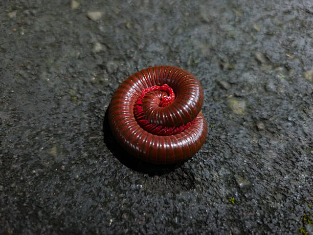 centipede on black sea coast vegetable-eating millipedes (Julidae, Pachyiulus flavipes). Night macro shot