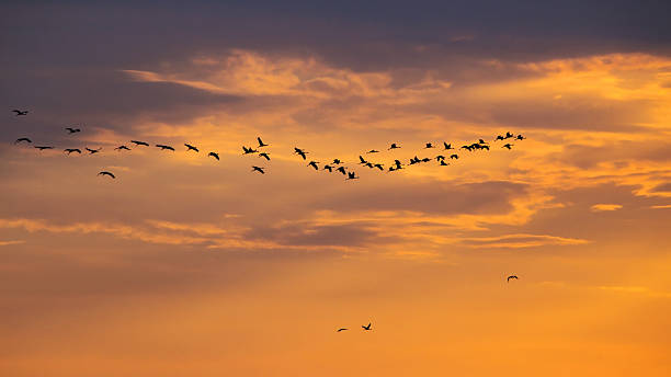 istock A flock of cranes flies through the cloudy sky. 2247043310