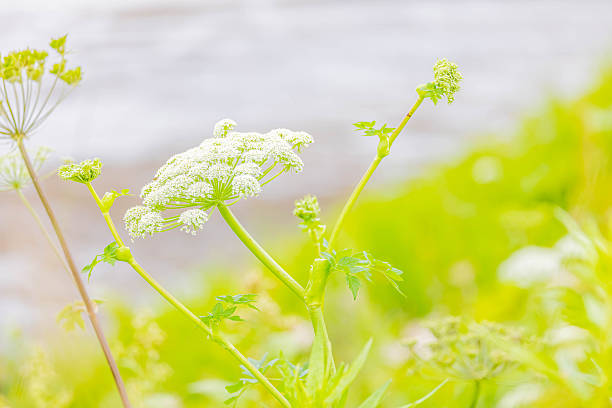 White flower, Seacoast angelica