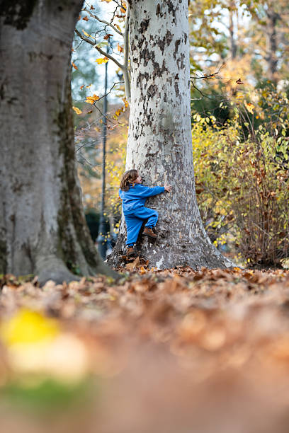 istock Young child climbing tree in autumn park 2247044482