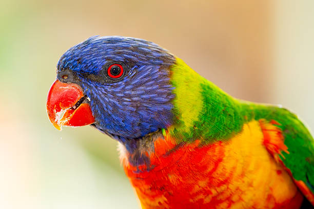 istock A vibrant Rainbow Lorikeet (Trichoglossus moluccanus) faces the camera against a softly blurred, colourful background 2247045349
