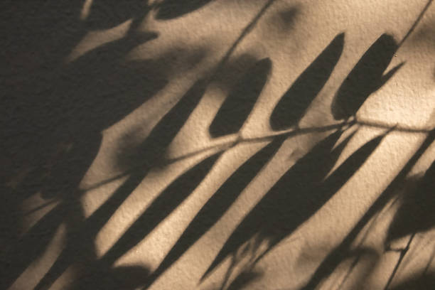 istock Abstract natural tree branch leaves shadow on beige wall background 2247045820