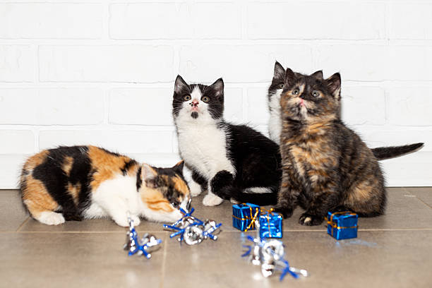 Three curious kittens with colorful fur playfully explore small blue and silver gift ornaments against a white brick wall.
