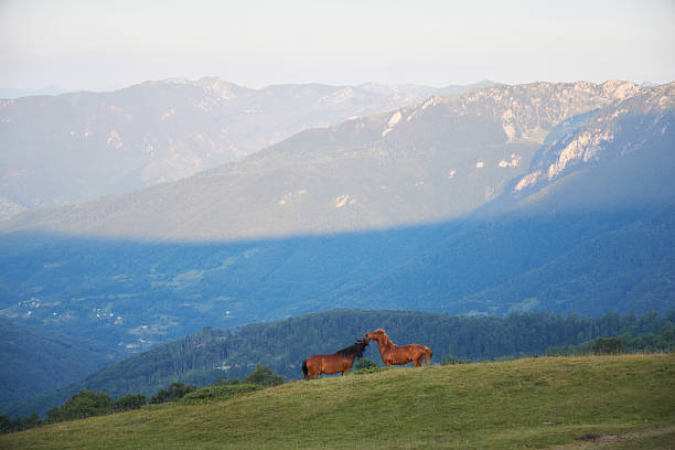 Two young horses lie on the grass facing distant hills, resting in peaceful silence as light falls across the wide terrain.