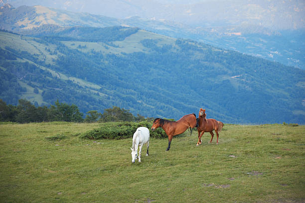 A white mare and her brown foal eat together in the middle of a grassy slope surrounded by expansive hills and trees.