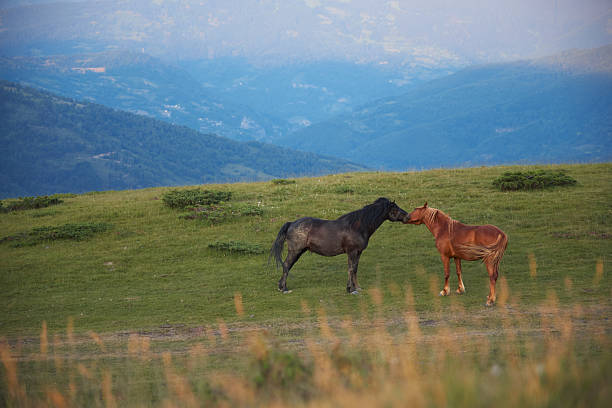 A black and a chestnut foal stand side by side on high grassy land, surrounded by blue ridges stretching into the horizon.