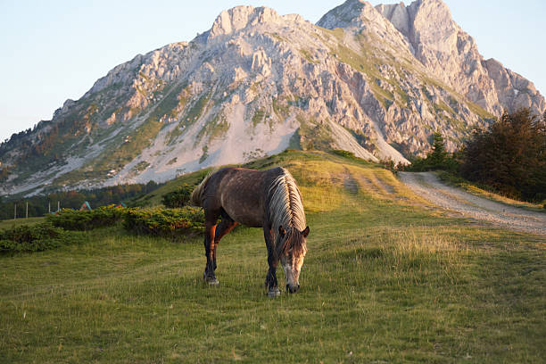 One gray horse feeds in isolation in a wide open green area with a backdrop of sharp cliffs and tall pines.