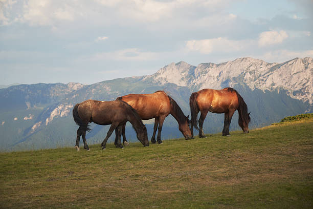Three horses graze on green mountain pasture with rocky summits rising behind them. The natural light highlights their shapes against the terrain.