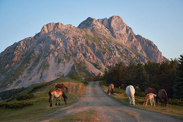 Horses gather on a rural road and surrounding grass as the golden sunlight touches the nearby mountains. The long shadows add contrast and mood.